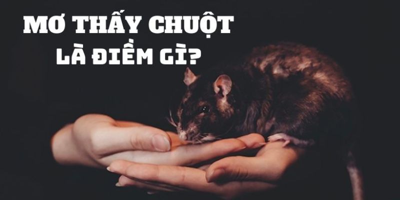Giải mã khi nằm mơ thấy chuột tại VN88: Điềm báo và ý nghĩa 2 Giấc mơ thật sự mang lại dự báo hay không